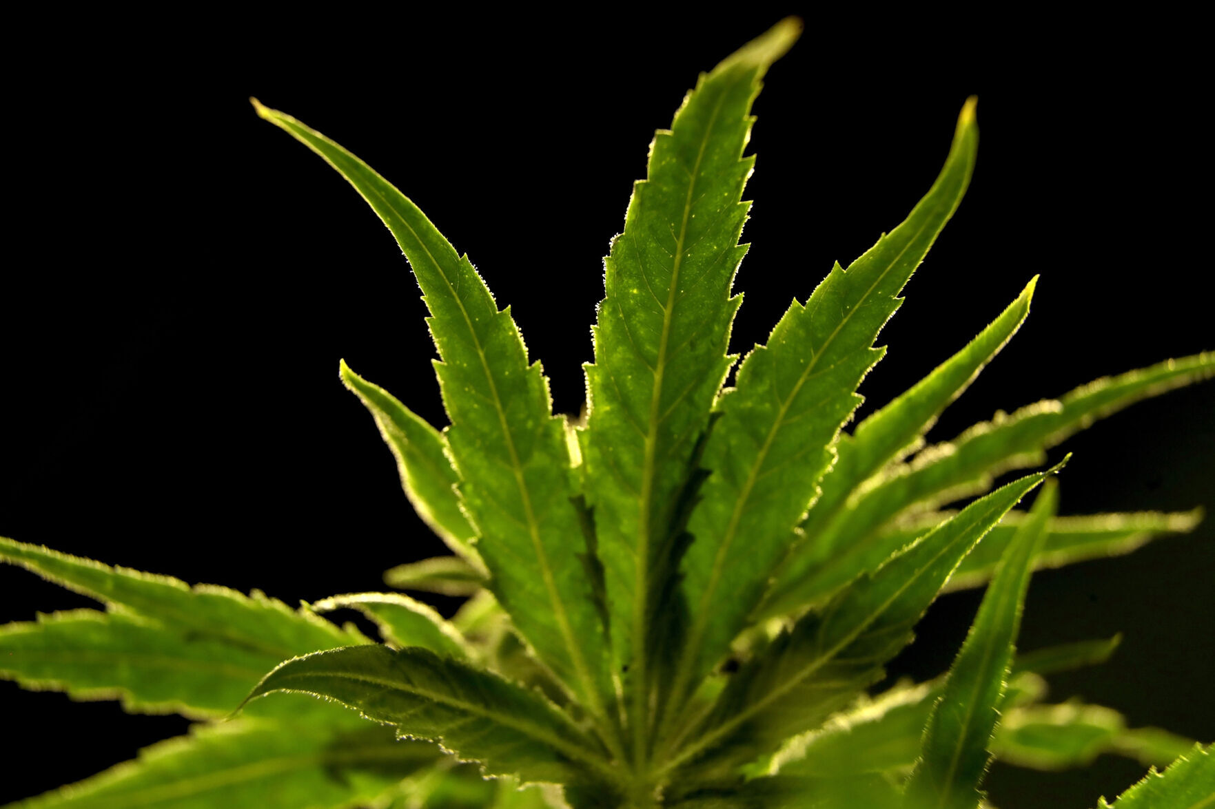 New Jersey Marijuana